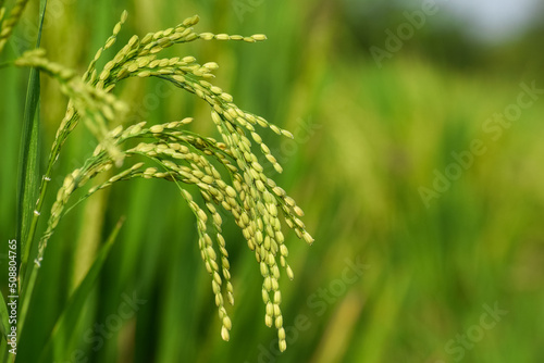 Newly grown paddy panicle view in the morning light. Portrait of paddy seeds. photo