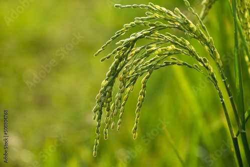Newly grown paddy panicle view against the morning light. Portrait of paddy seeds. photo