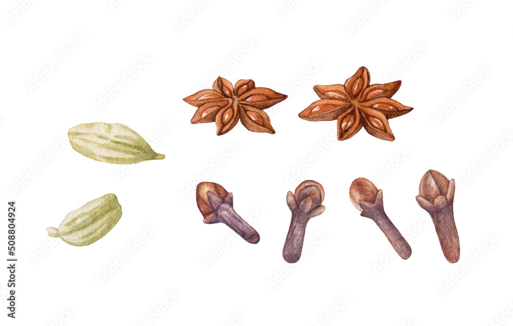 Watercolor spices isolated on white. Cardamon, anise, cloves. Watercolor spices isolated on white. Cardamon, anise, cloves.