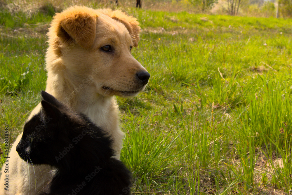 Puppy and cat on spring, green grass. Puppy and cat on spring, green grass.