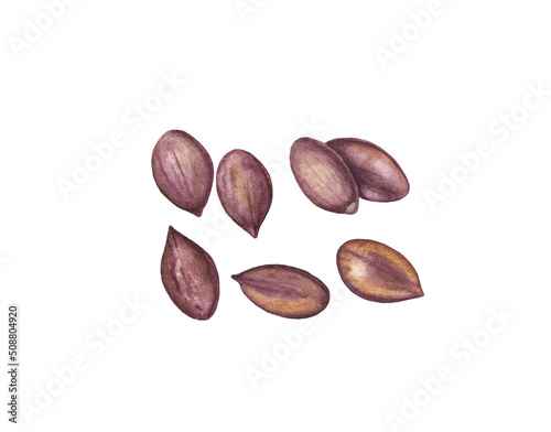 Watercolor pumpkin seeds isolated on white background.