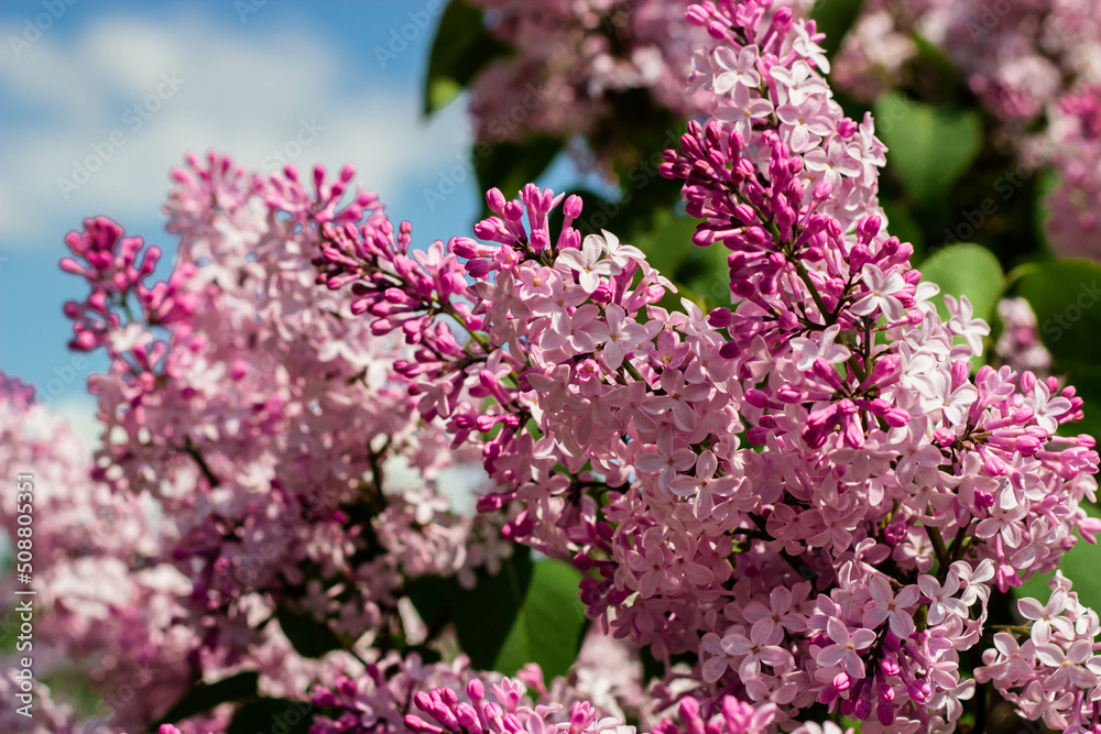 lilac flowers bush garden foliage lilac flowers bush garden foliage