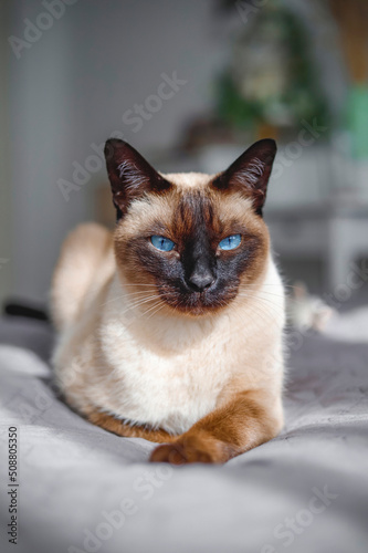 siamese cat lying on the bed in the sunlight