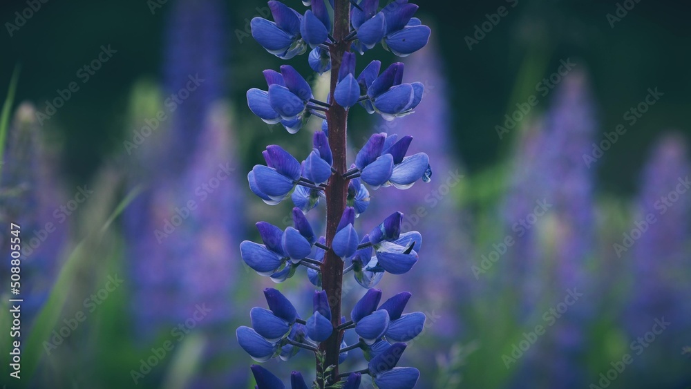 Bush Of Wild Flowers Lupine In Summer Field Meadow Panorama Summer Background. Lupinus, Commonly Known As Lupin Or Lupine, Is A Genus Of Flowering Plants In The Legume Family, Fabaceae 4K.