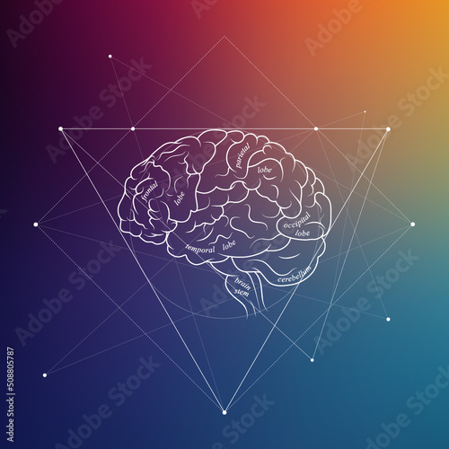 Minimal neuroscience infographic on gradient. Human brain lobes and functions illustration. Brain anatomy structure sections. Futuristic neurobiology scientific medical vector.