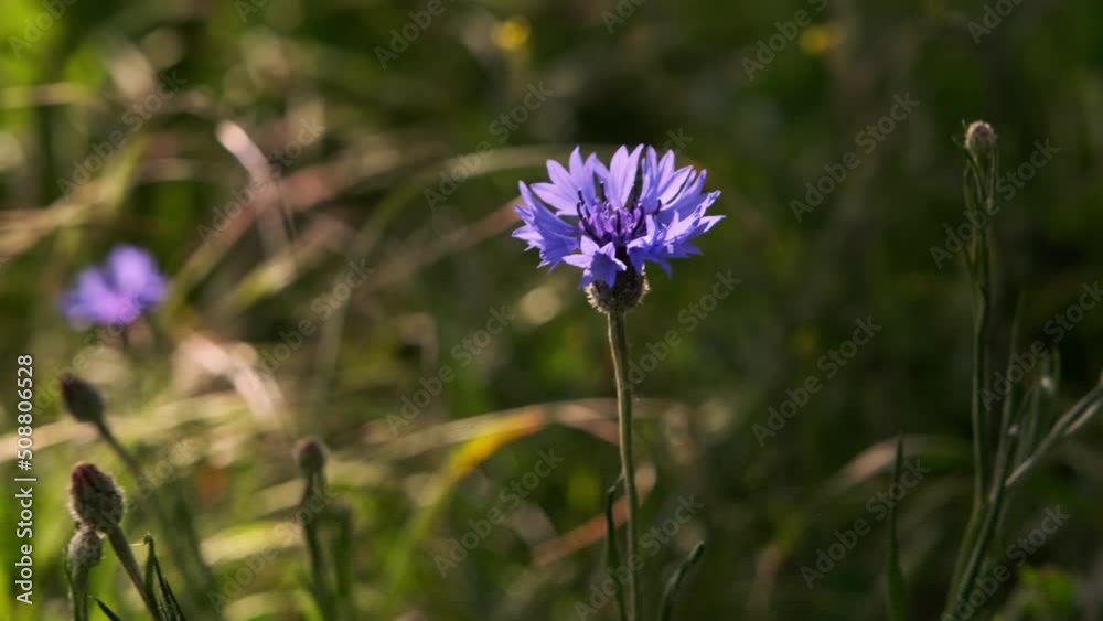 Bees flying over the top of blue meadow knapweed wildflowers in the floral summer field. Bees flying over the top of blue meadow knapweed wildflowers in the floral summer field.