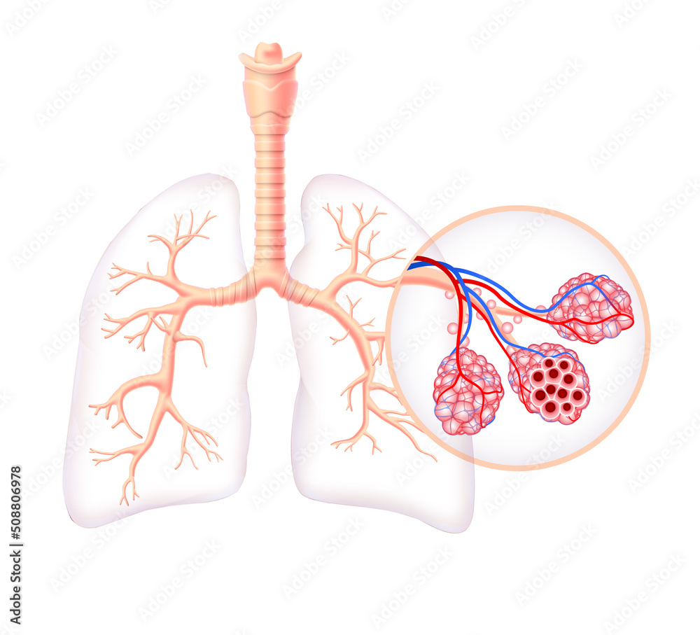 Diagram showing the healthy trachea and air sacs of the human lungs. use in  medicine and education Stock Illustration | Adobe Stock