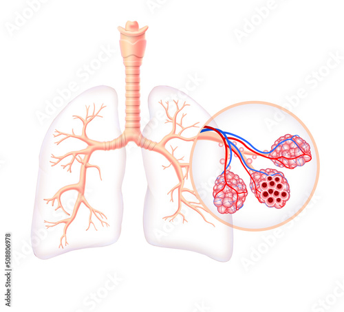 Diagram showing the healthy trachea and air sacs of the human lungs. use in medicine and education