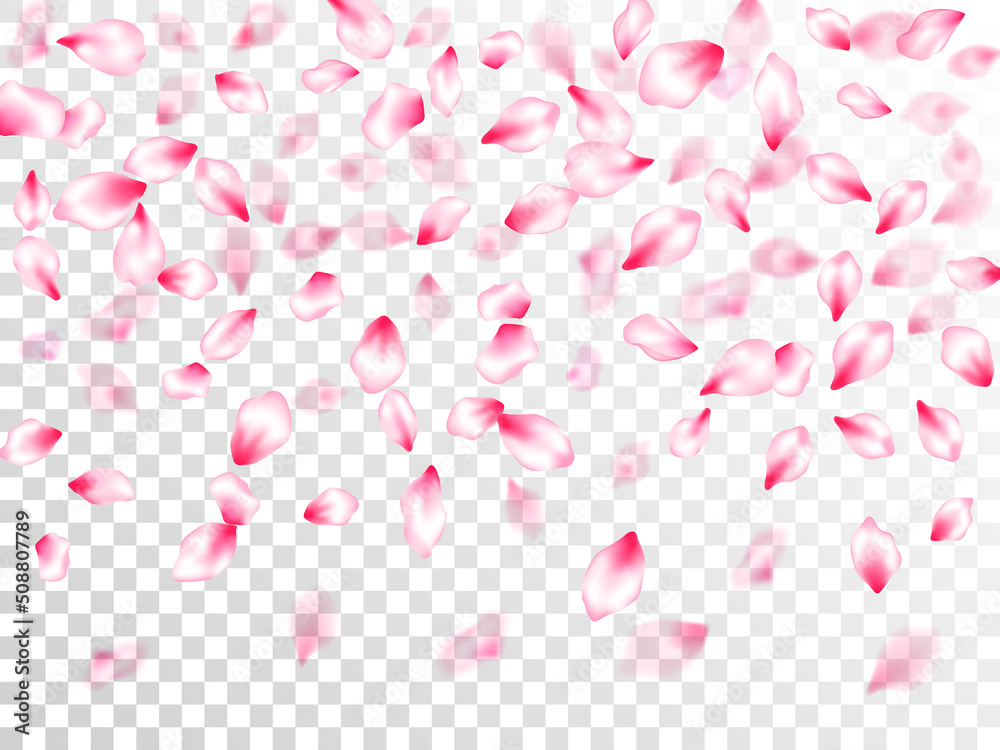 Pink sakura petals confetti flying and falling