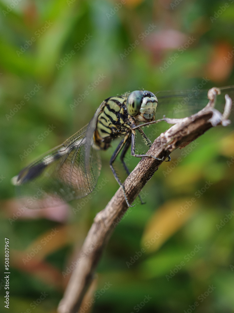 dragonfly on a leaf dragonfly on a leaf