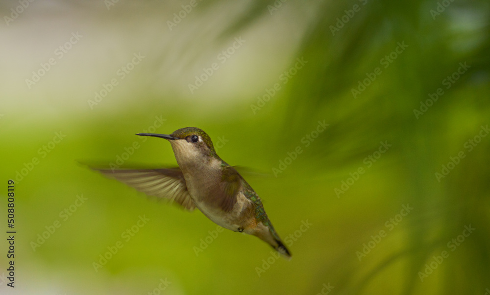 Fototapeta premium hummingbird in flight
