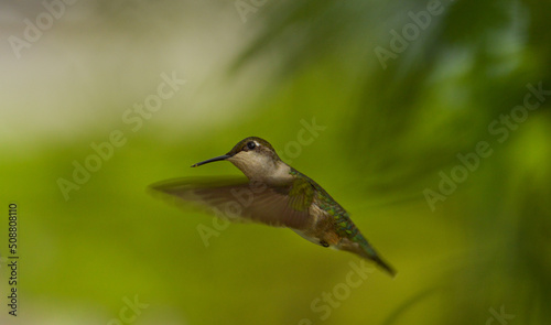 green winged kingfisher