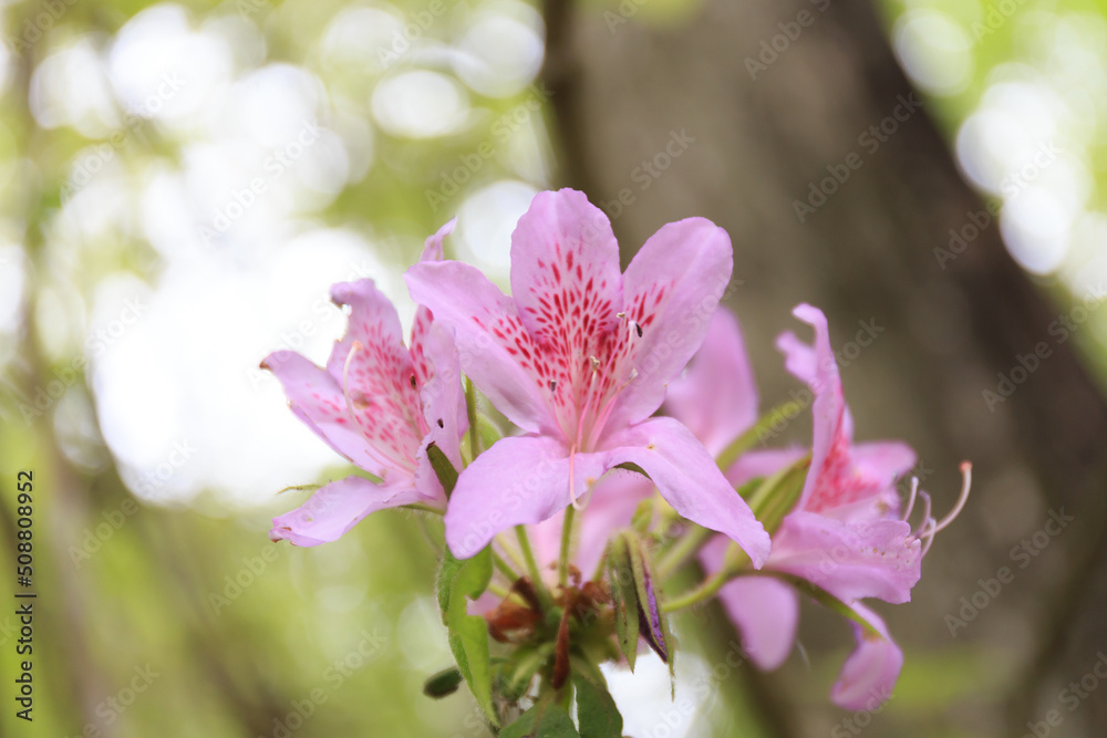 Obraz premium 椿 春の山