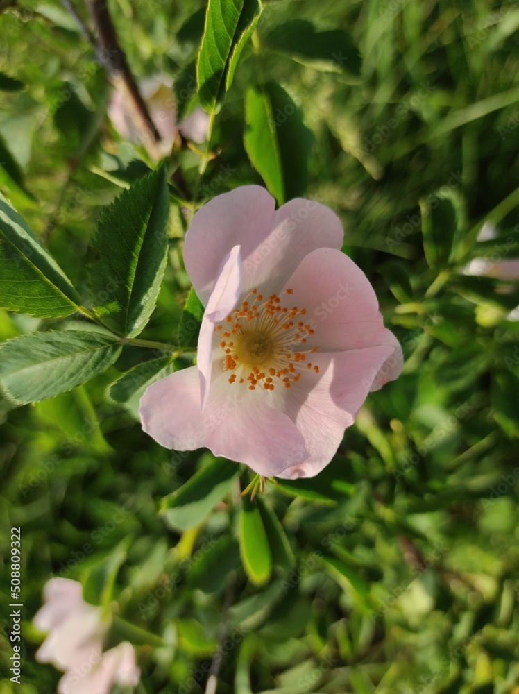 Obraz premium pink wild rose flower