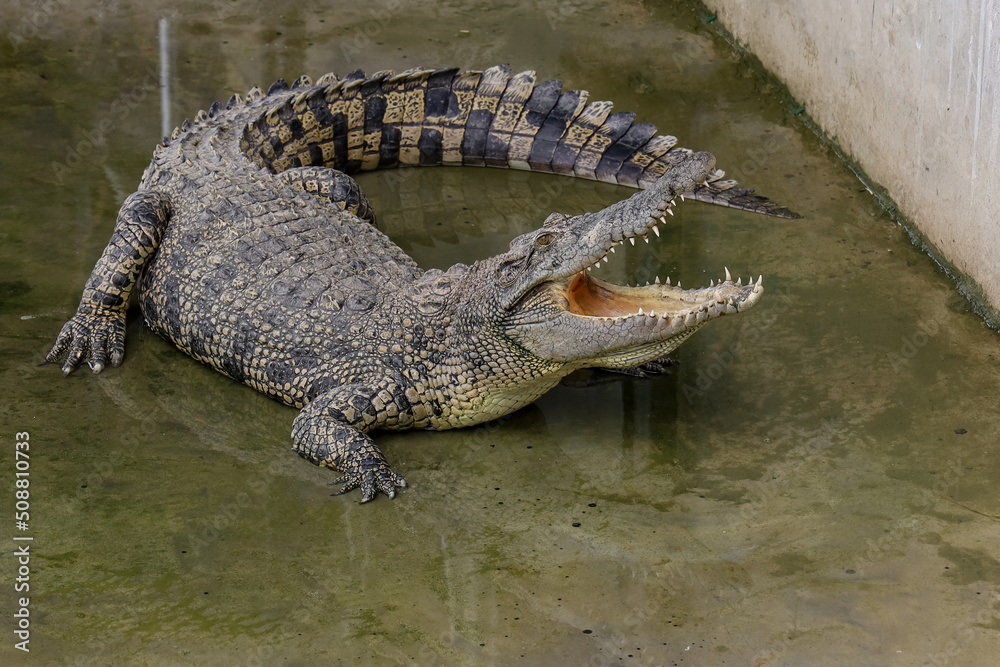 Close up crocodile is action show head in garden Close up crocodile is action show head in garden