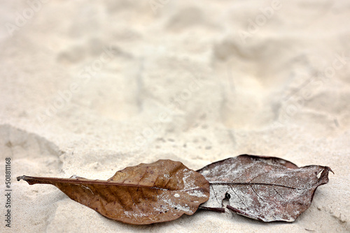 Dried leaf on the beach for summer vacation travel background. 