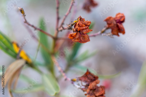 Close up of Wihered flower Nerium Oleander, poisonous shrub tree. Selective focus