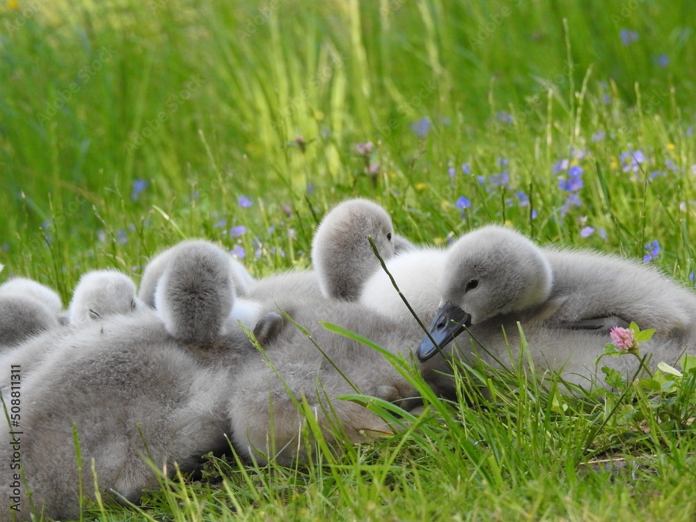  little fluffy cygnets