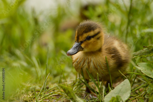 baby mallard duck © Sue.B Photographie
