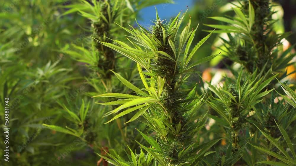 Cannabis plantation thriving in back yard Cannabis plantation thriving in back yard