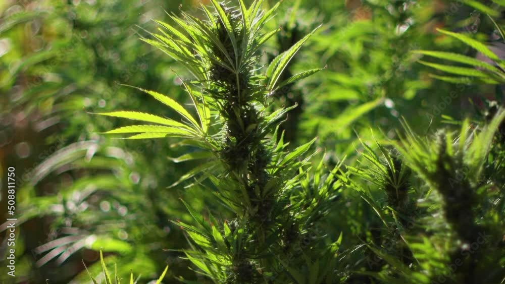 Cannabis in the afternoon sun Cannabis in the afternoon sun