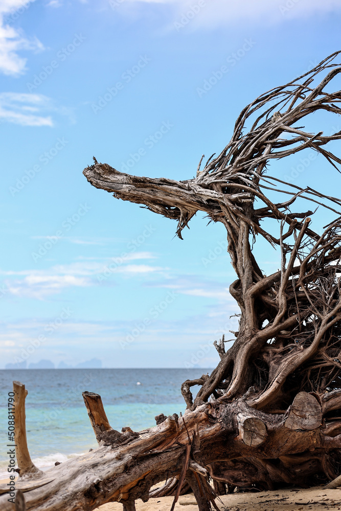 Abstract dry dead tree on the beach with blue sky and turquoise sea background at Kradan island, Trang, Southern Thailand.