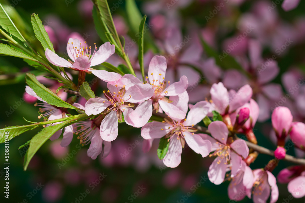 The dwarf Russian almond (lat. Prunus tenella), of the family Rosaceae. Central Russia. The dwarf Russian almond (lat. Prunus tenella), of the family Rosaceae. Central Russia.