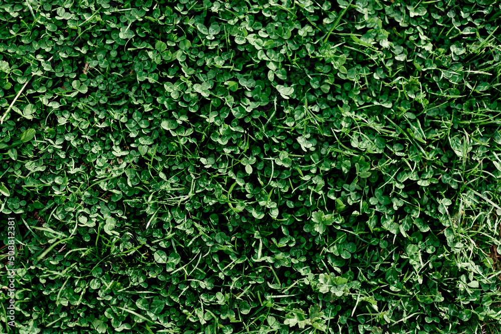 Young summer clover grass and microclover close-up, greening the environment, summer sunlight on the leaves
