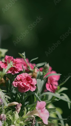 Flowes Shaking by Wind