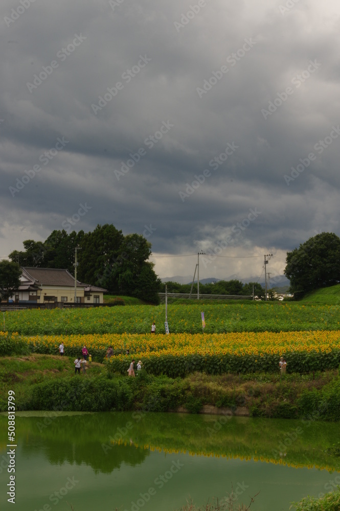 Obraz premium 田舎のひまわり畑