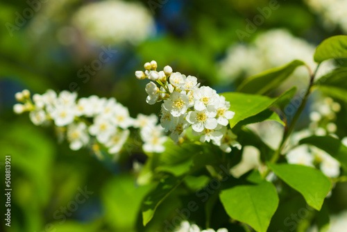 The hackberry (lat. Prunus padus), of the family Rosaceae. Central Russia. photo