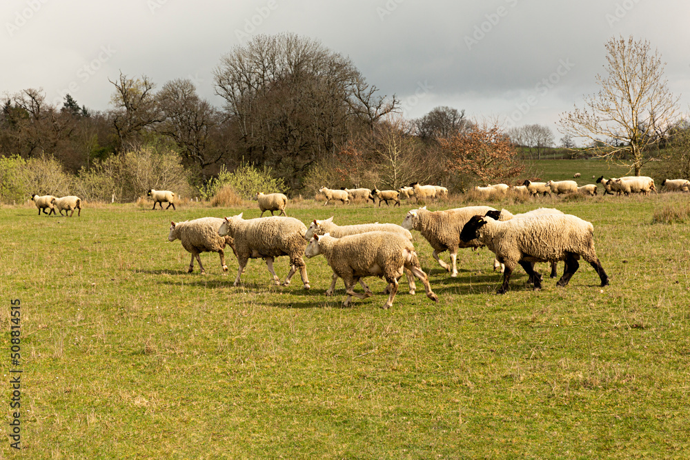 Rebaño de ovejas en el campo pastando,