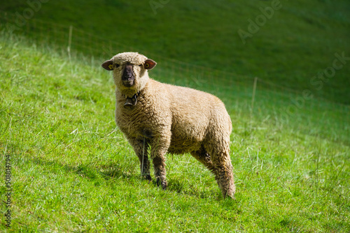 A sheep in a meadow. Swiss sheep. Agriculture in Switzerland. Domestic animals in the pasture. A meadow and a field for animals.