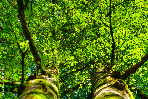 Sunlight through the leaves on a tree. Leaves as background. Forest in summer...
