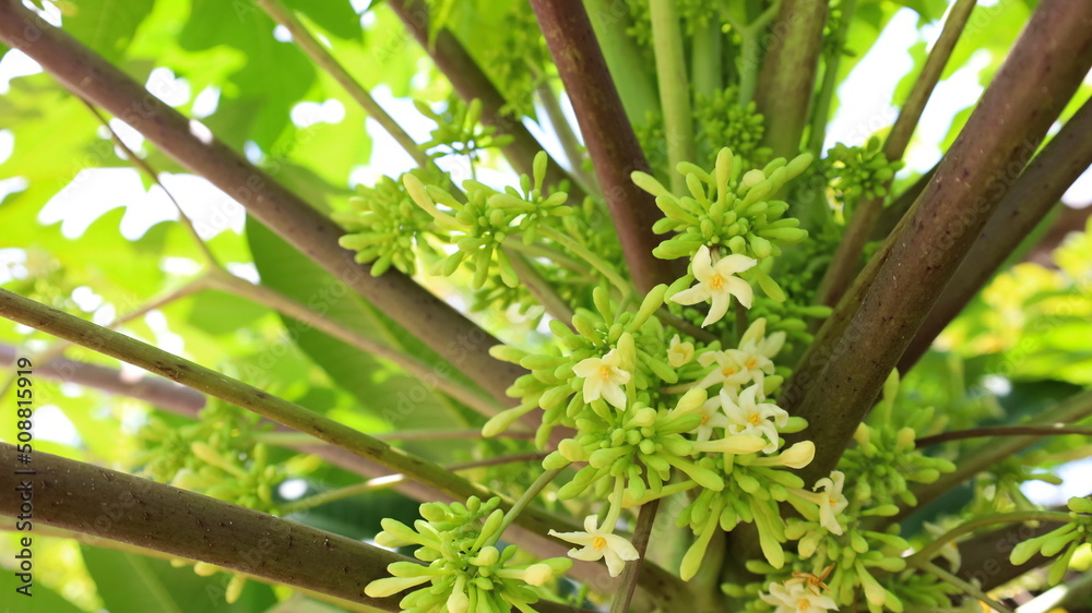 Papaya flowers and buds on the plant. White papaya flowers bloom on the plant in the garden on a blurry papaya tree background and copy space. Selective focus