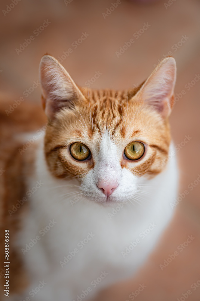 Portrait of a ginger and white cat looking at the camera; blurry background