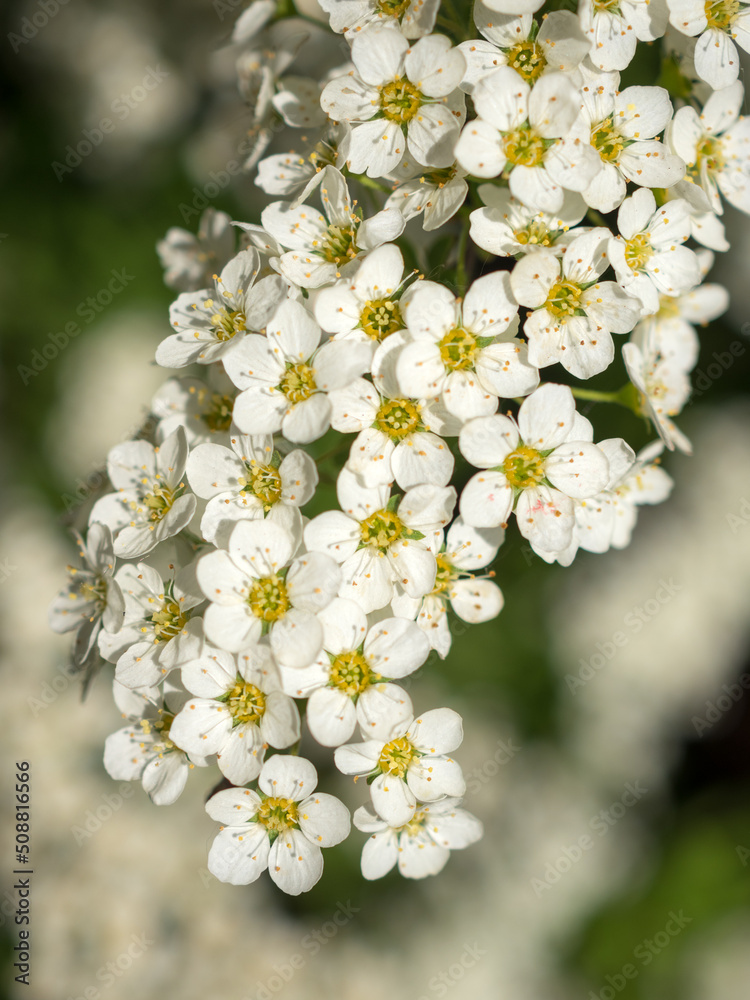 Obraz premium spirea in spring closeup