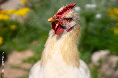 Closeup portrait of young  Lohmann Brown rooster in summer