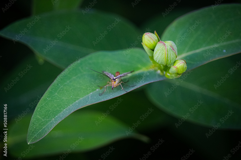 Bug Bug