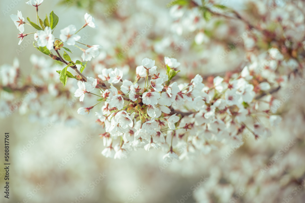 Obraz premium spring blossom in spring