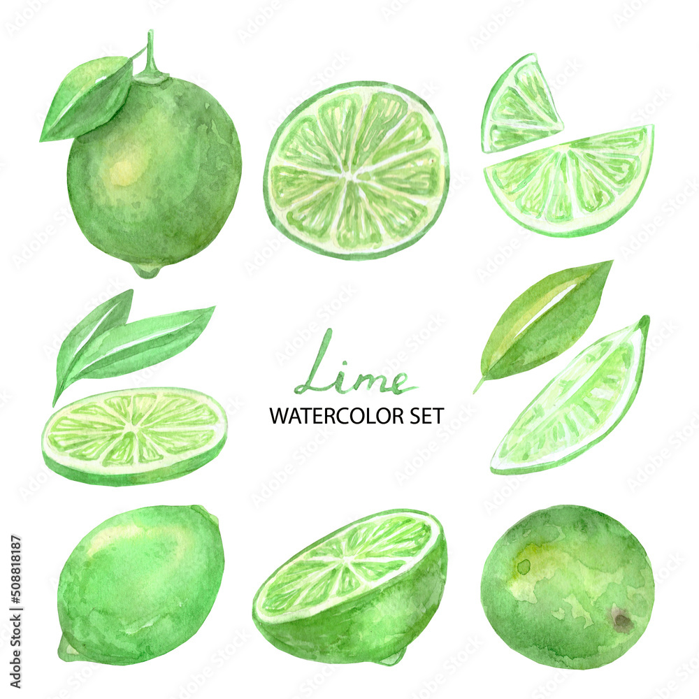 Watercolor lime set. Colored citrus fruits. High quality illustration