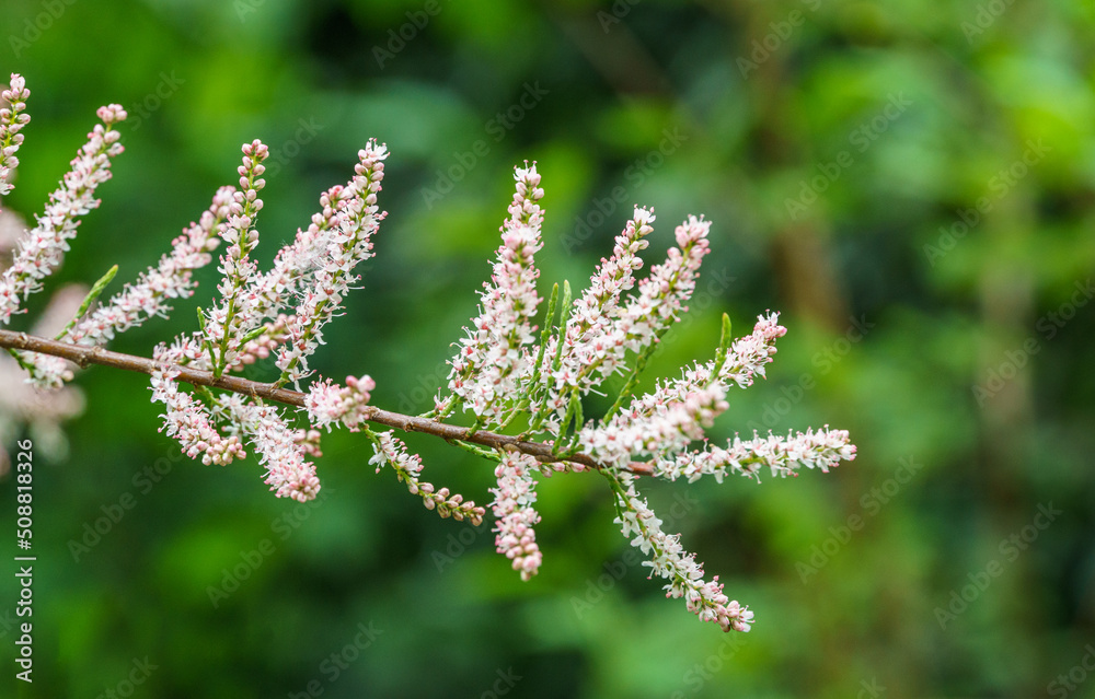 Blooming Tamarix tetrandra or Four Stamen Tamarisk twig with very fine pink flowers against blurred green. Perfect gentle concept for spring design background. Place for your text. Selective focus Blooming Tamarix tetrandra or Four Stamen Tamarisk twig with very fine pink flowers against blurred green. Perfect gentle concept for spring design background. Place for your text. Selective focus