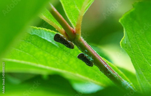 Citrus Flatid Planthopper (Metcalfa pruinosa) sitting on stem of Clerodendrum bungei. Metcalfa pruinosa, the citrus flatid planthopper, is a species of insect in the Flatidae family of planthoppers