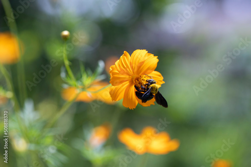 Grande abelha selvagem coletando pólen  photo