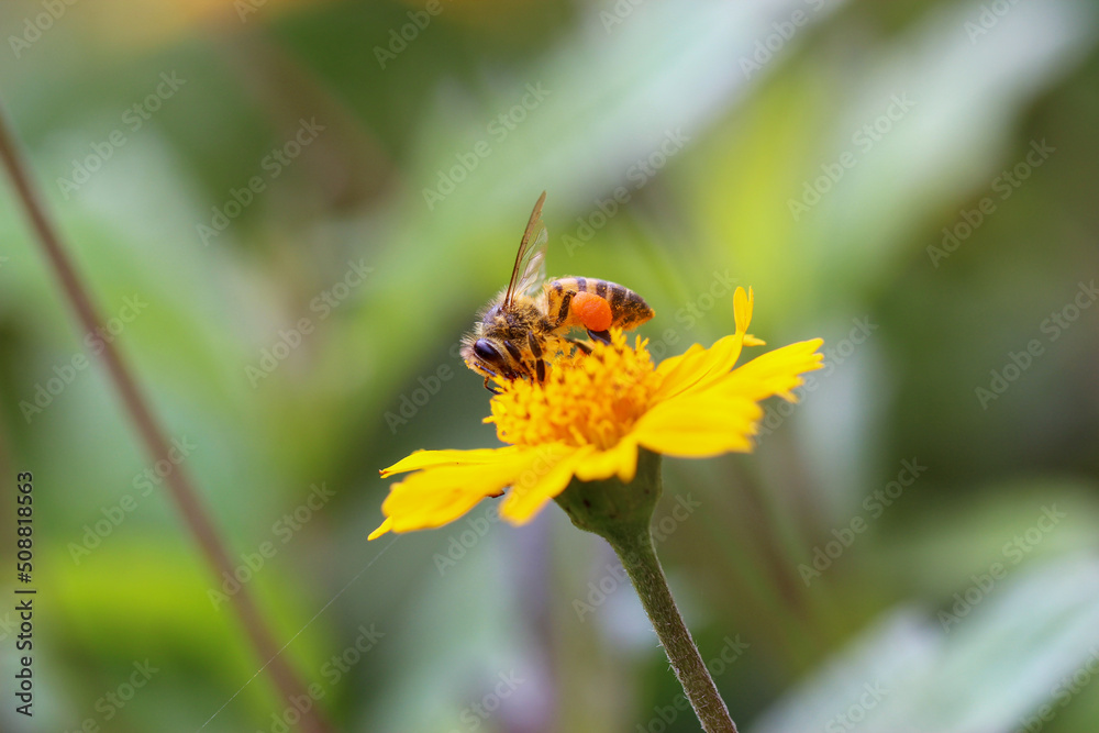 Abelha africana colentando mel nas flores Abelha africana colentando mel nas flores