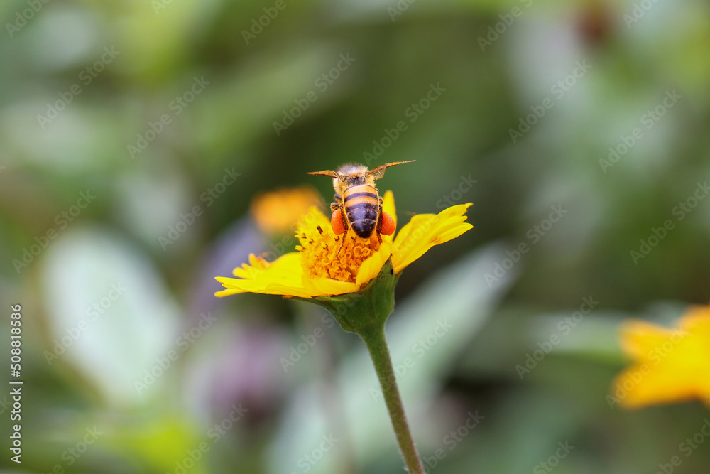 Abelha africana colentando mel nas flores Abelha africana colentando mel nas flores