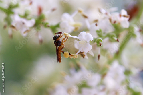 Abelha Jataí colentando pólen em uma flor photo