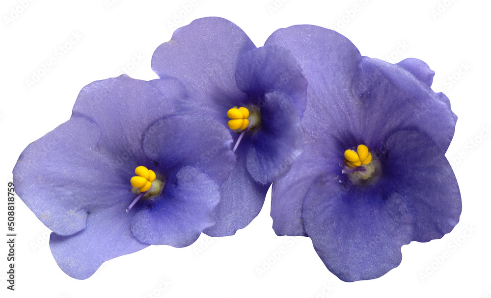 Three light violet Saintpaulias flowers  (African violets) on isolated white background, macro