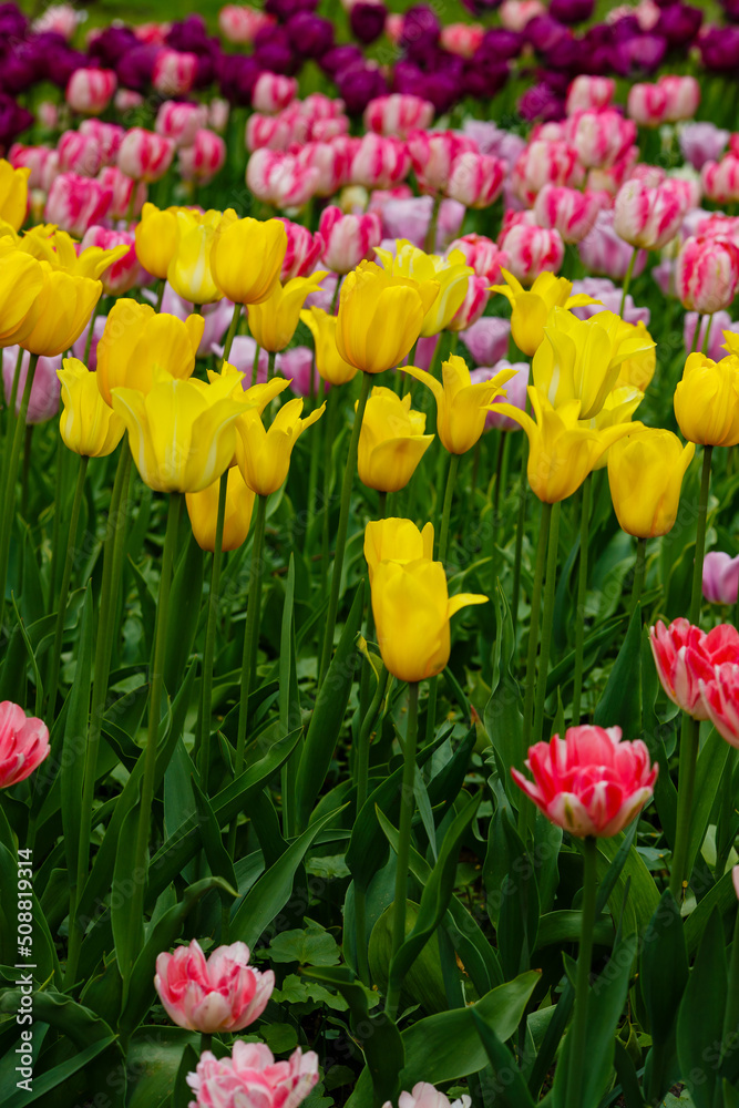 Yellow, vilolet or purple tulips in spring garden.jpg, Yellow tulips in spring garden