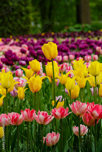 Yellow tulips in spring garden